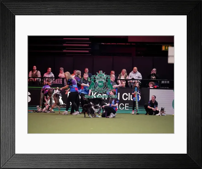 Framed Print : YRKC Flyball Final Framed Print : YRKC Flyball Final