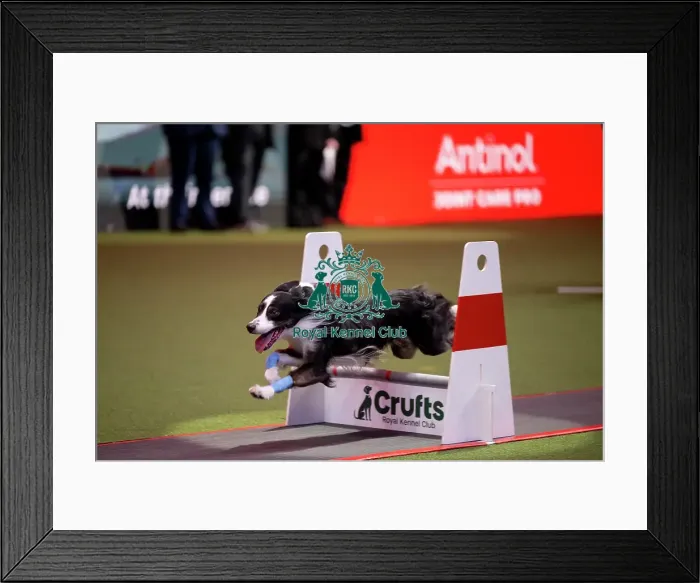 Framed Print : YRKC Flyball Final Framed Print : YRKC Flyball Final