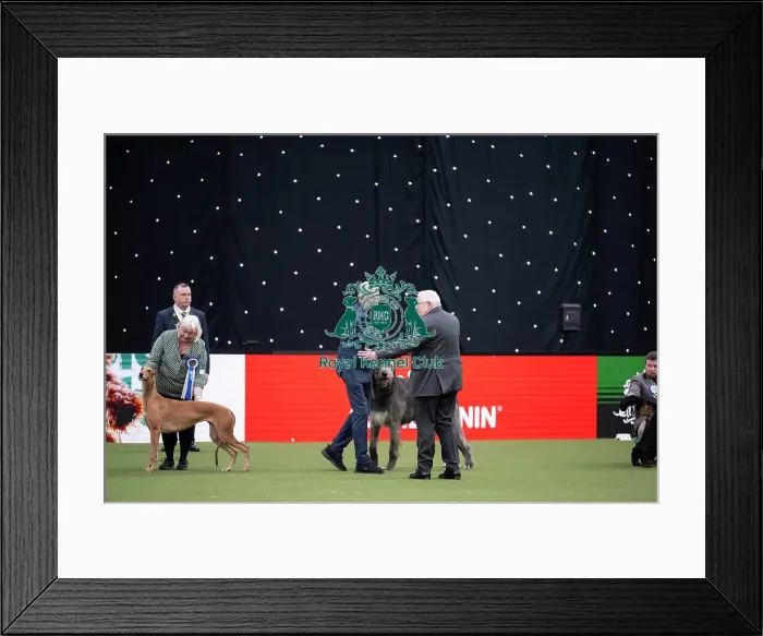 Framed Print : Vulnerable Breeds Competition Final