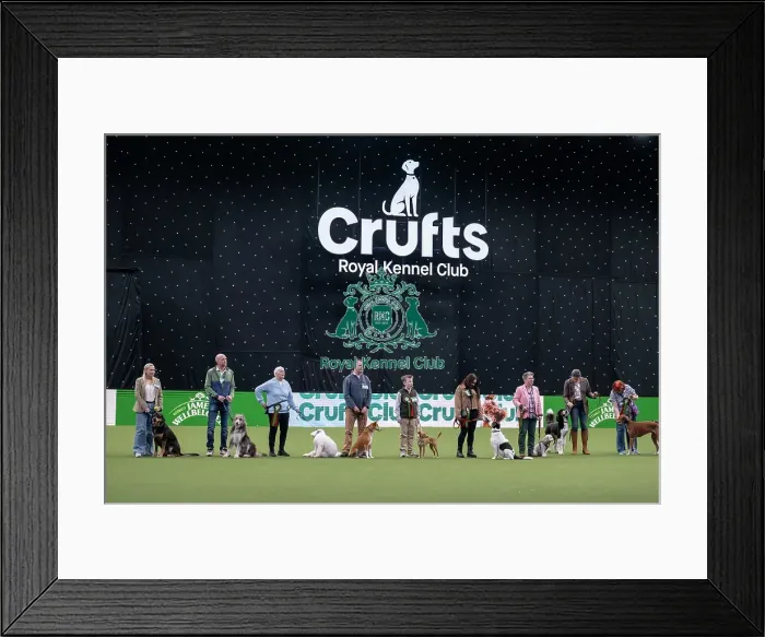 Framed Print : Scruffts final Framed Print : Scruffts final