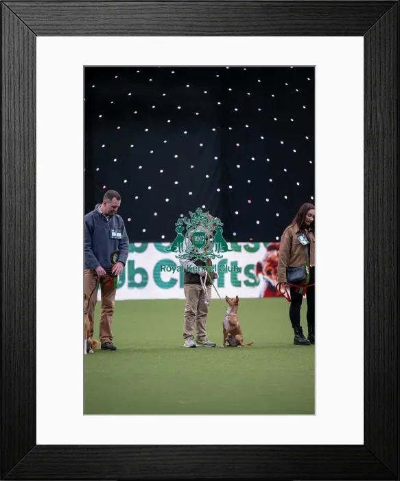 Framed Print : Scruffts final Framed Print : Scruffts final