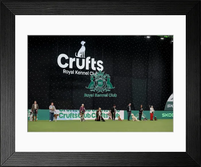 Framed Print : Scruffts final Framed Print : Scruffts final