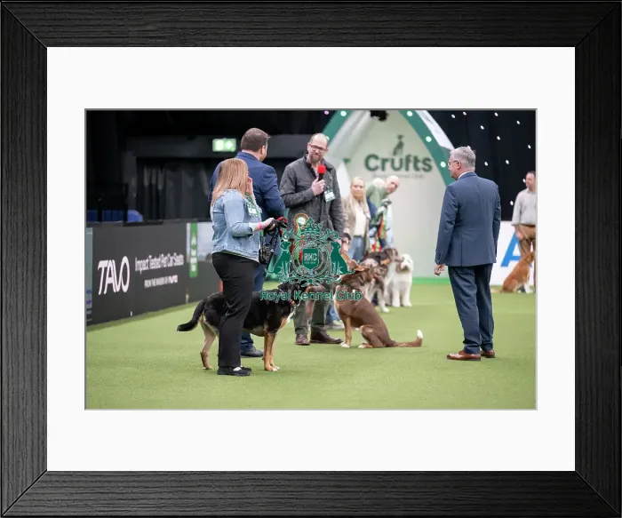Framed Print : Scruffts final Framed Print : Scruffts final