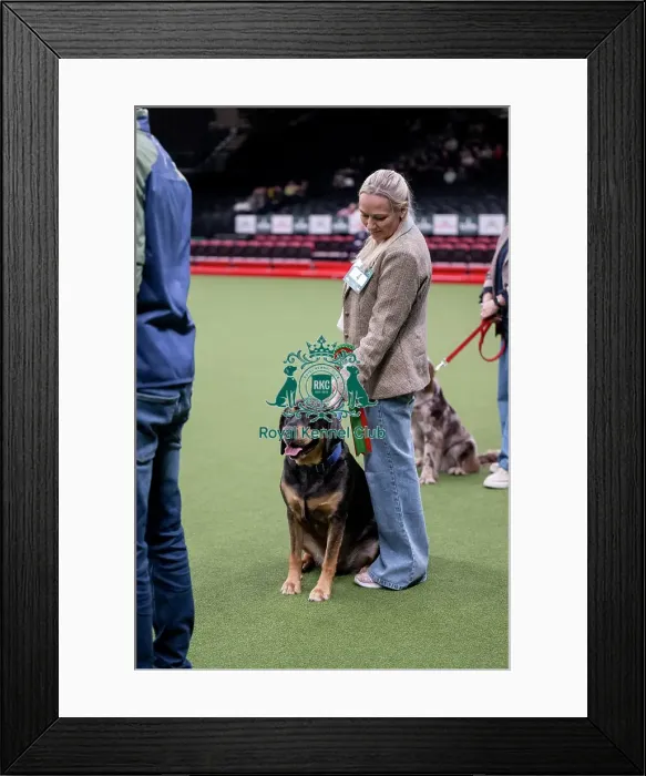Framed Print : Scruffts final Framed Print : Scruffts final