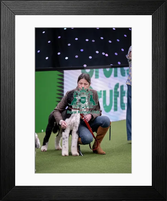 Framed Print : Scruffts final Framed Print : Scruffts final