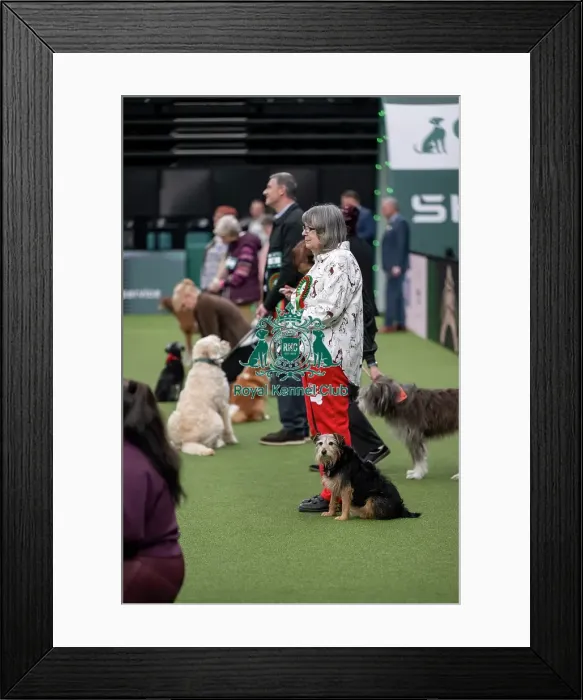 Framed Print : Scruffts final Framed Print : Scruffts final