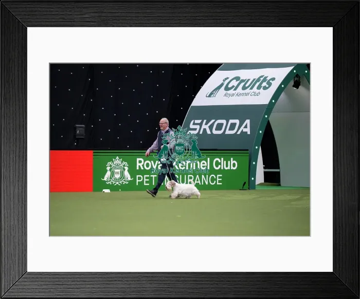 Framed Print : Vulnerable Breeds Competition Final Framed Print : Vulnerable Breeds Competition Final