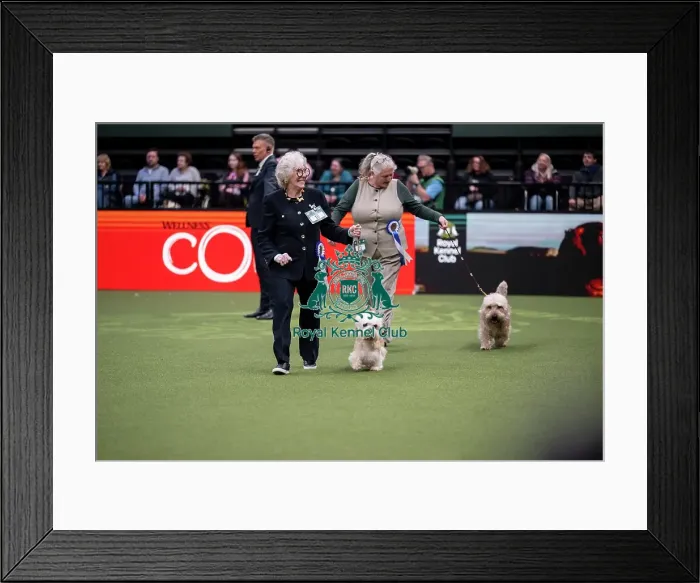 Framed Print : Vulnerable Breeds Competition Final Framed Print : Vulnerable Breeds Competition Final