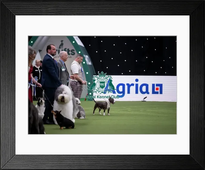 Framed Print : Vulnerable Breeds Competition Final
