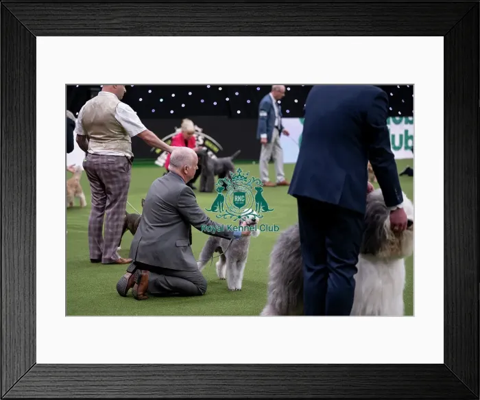 Framed Print : Vulnerable Breeds Competition Final Framed Print : Vulnerable Breeds Competition Final