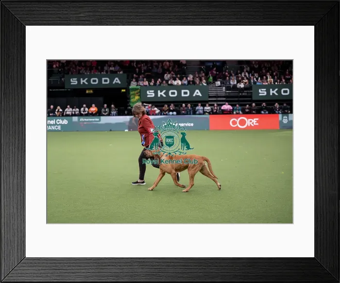 Framed Print : Vulnerable Breeds Competition Final