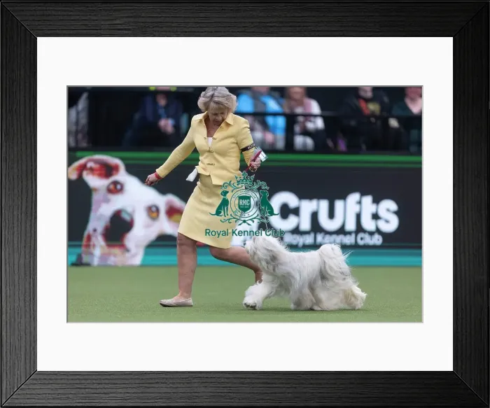 Framed Print : Phoebe, a Tibetan Terrier, competing in the Junior Warrant Final today (05) Framed Print : Phoebe, a Tibetan Terrier, competing in the Junior Warrant Final today (05)