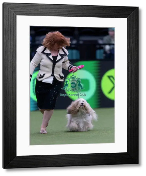 Framed Print : Toby, a Tibetan Terrier, competing in the Junior Warrant Final today (05) Framed Print : Toby, a Tibetan Terrier, competing in the Junior Warrant Final today (05)