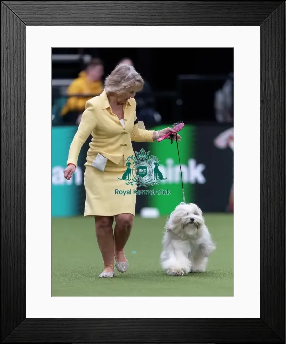 Framed Print : Phoebe, a Tibetan Terrier, competing in the Junior Warrant Final today (05)