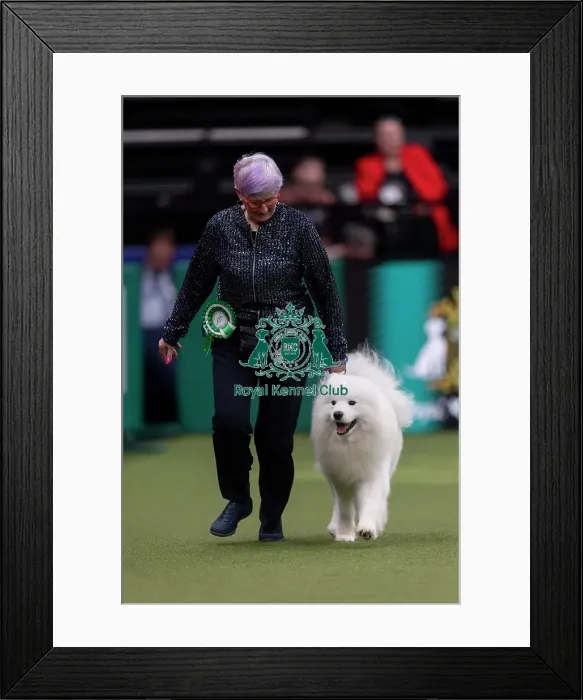 Framed Print : Clint, a Samoyed, competing in the Junior Warrant Final today (05) Framed Print : Clint, a Samoyed, competing in the Junior Warrant Final today (05)