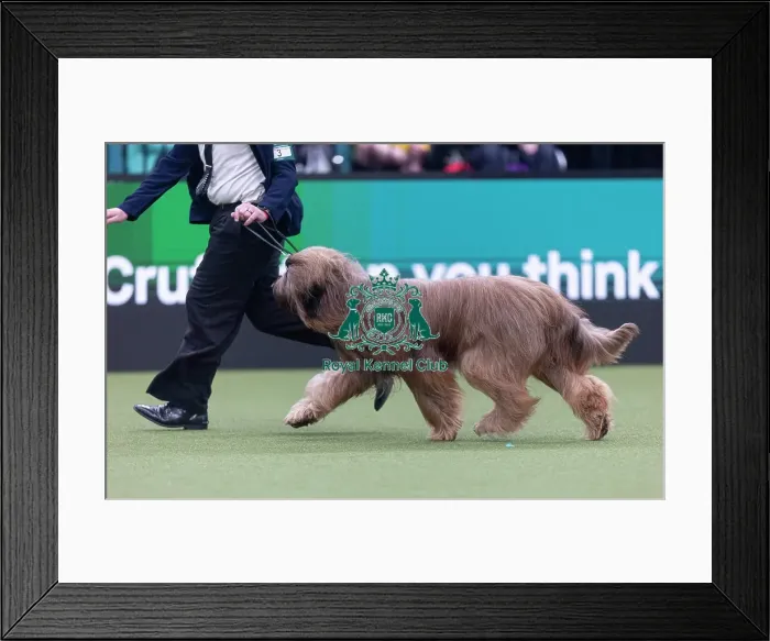 Framed Print : Harley, a Briard, competing in the Junior Warrant Final today (05) Framed Print : Harley, a Briard, competing in the Junior Warrant Final today (05)
