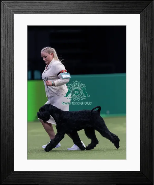 Framed Print : Rebel, a Giant Schnauzer, competing in the Junior Warrant Final today (05) Framed Print : Rebel, a Giant Schnauzer, competing in the Junior Warrant Final today (05)