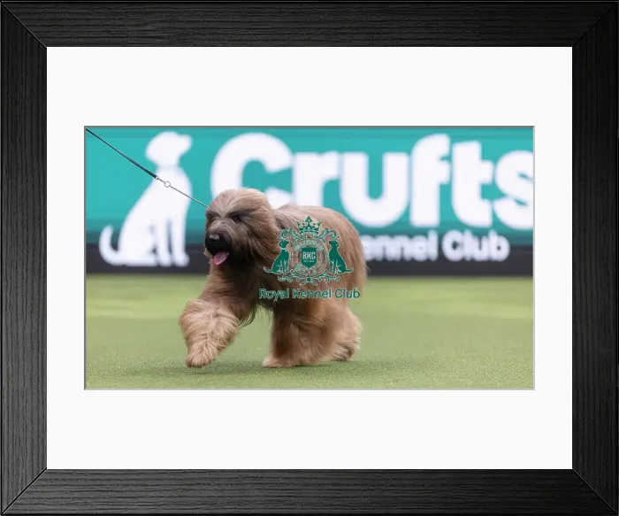 Framed Print : Harley, a Briard, competing in the Junior Warrant Final today (05) Framed Print : Harley, a Briard, competing in the Junior Warrant Final today (05)