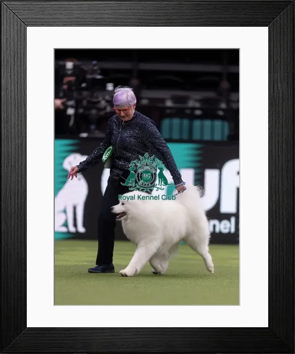 Framed Print : Clint, a Samoyed, competing in the Junior Warrant Final today (05) Framed Print : Clint, a Samoyed, competing in the Junior Warrant Final today (05)