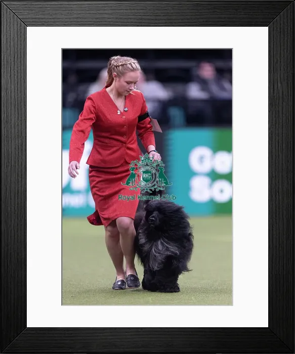 Framed Print : Lottie, a Portuguese Water Dog Framed Print : Lottie, a Portuguese Water Dog