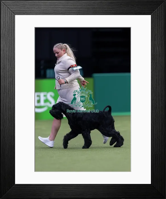 Framed Print : Rebel, a Giant Schnauzer, competing in the Junior Warrant Final today (05)