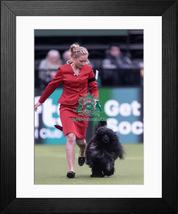 Framed Print : Lottie, a Portuguese Water Dog Framed Print : Lottie, a Portuguese Water Dog