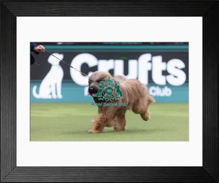 Framed Print : Harley, a Briard, competing in the Junior Warrant Final today (05) Framed Print : Harley, a Briard, competing in the Junior Warrant Final today (05)