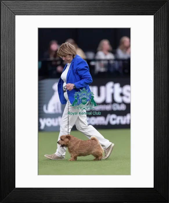 Framed Print : Easy, a Norfolk Terrier, competing in the Junior Warrant Final today (05)