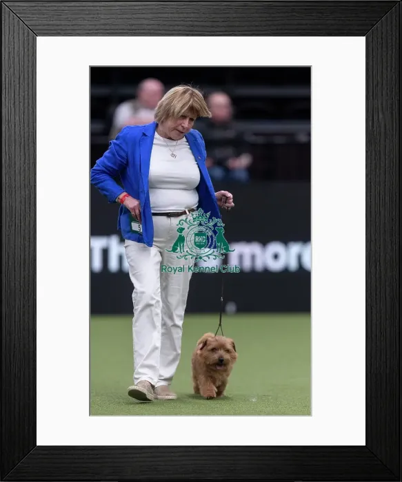 Framed Print : Easy, a Norfolk Terrier, competing in the Junior Warrant Final today (05) Framed Print : Easy, a Norfolk Terrier, competing in the Junior Warrant Final today (05)