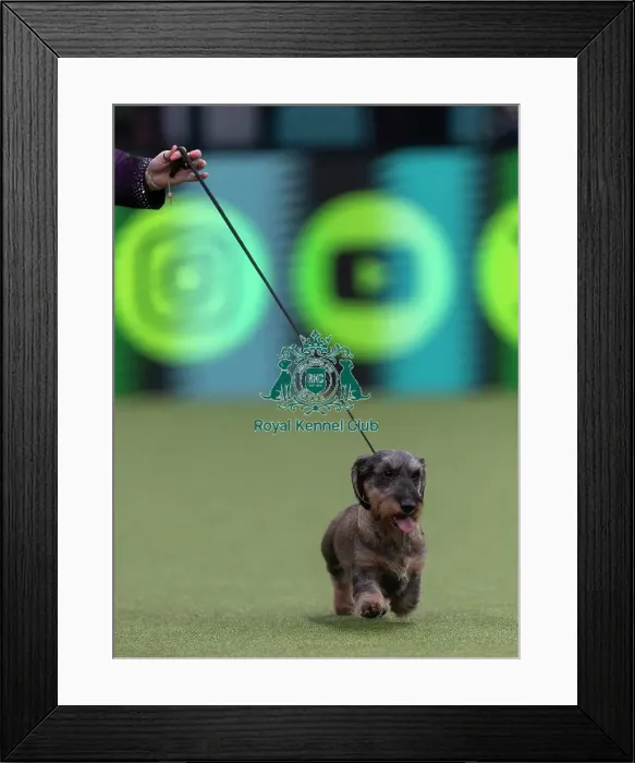 Framed Print : Tommy, Dachshund (Wire Haired)