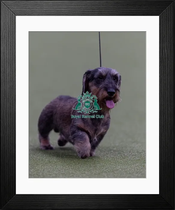 Framed Print : Tommy, Dachshund (Wire Haired) competing in the Junior Warrant Final today (05) Framed Print : Tommy, Dachshund (Wire Haired) competing in the Junior Warrant Final today (05)