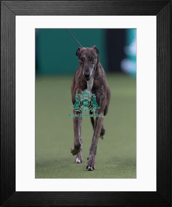 Framed Print : Hyper, a Greyhound, competing in the Junior Warrant Final today (05)