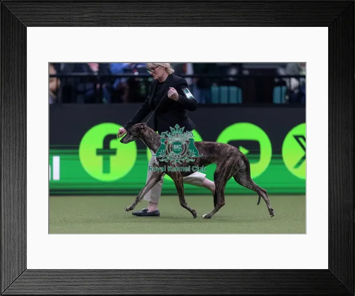 Framed Print : Hyper, a Greyhound, competing in the Junior Warrant Final today (05)