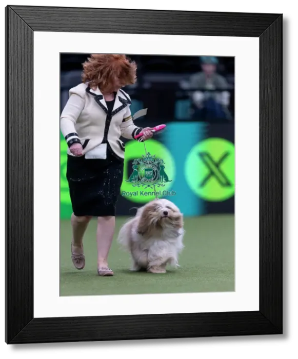Framed Print : Toby, a Tibetan Terrier, competing in the Junior Warrant Final today (05) Framed Print : Toby, a Tibetan Terrier, competing in the Junior Warrant Final today (05)