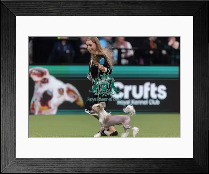Framed Print : Griff, a Chinese Crested, a competing in the Junior Warrant Final today (05) Framed Print : Griff, a Chinese Crested, a competing in the Junior Warrant Final today (05)