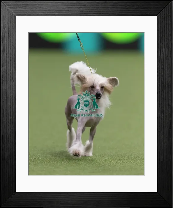 Framed Print : Griff, a Chinese Crested, a competing in the Junior Warrant Final today (05) Framed Print : Griff, a Chinese Crested, a competing in the Junior Warrant Final today (05)