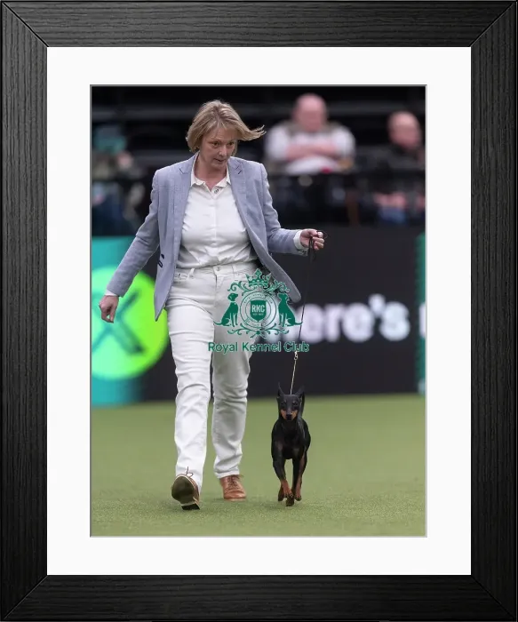 Framed Print : Mia, an English Toy Terrier (Black & Tan)