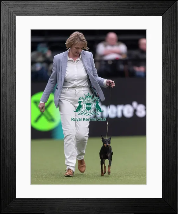 Framed Print : Mia, an English Toy Terrier (Black & Tan)