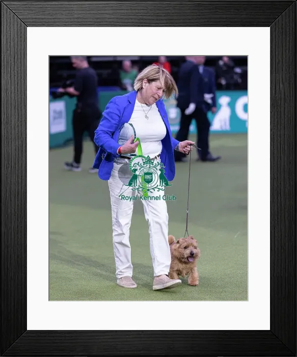 Framed Print : Easy, a Norfolk Terrier, Winner of the Junior Warrant Final today (05) Framed Print : Easy, a Norfolk Terrier, Winner of the Junior Warrant Final today (05)