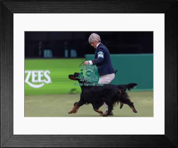 Framed Print : Faux, a Gordon Setter, competing in the Junior Warrant Final today (05) Framed Print : Faux, a Gordon Setter, competing in the Junior Warrant Final today (05)