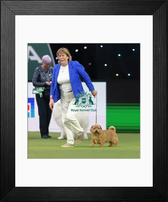 Framed Print : Easy, a Norfolk Terrier, competing in the Junior Warrant Final today (05)