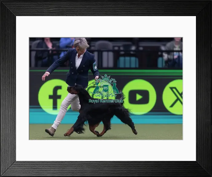 Framed Print : Faux, a Gordon Setter, competing in the Junior Warrant Final today (05) Framed Print : Faux, a Gordon Setter, competing in the Junior Warrant Final today (05)