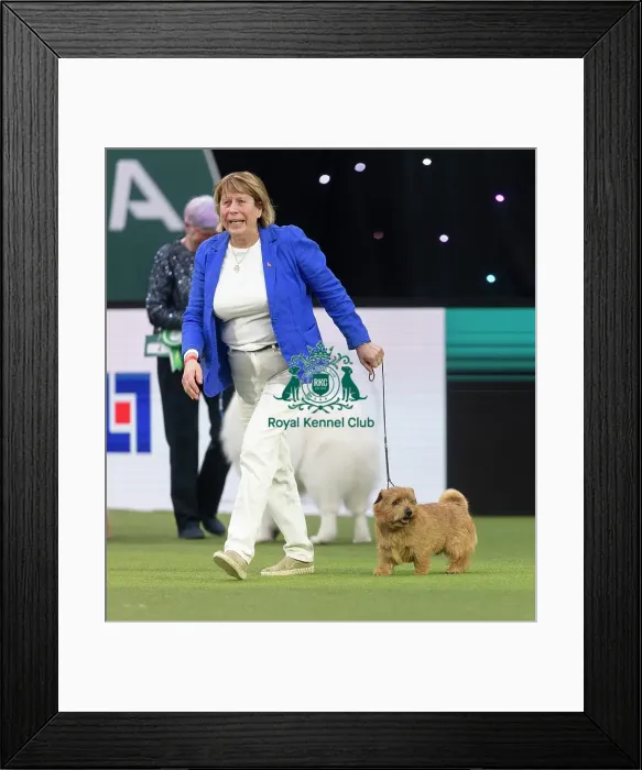 Framed Print : Easy, a Norfolk Terrier, competing in the Junior Warrant Final today (05)