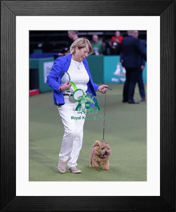 Framed Print : Easy, a Norfolk Terrier, Winner of the Junior Warrant Final today (05) Framed Print : Easy, a Norfolk Terrier, Winner of the Junior Warrant Final today (05)