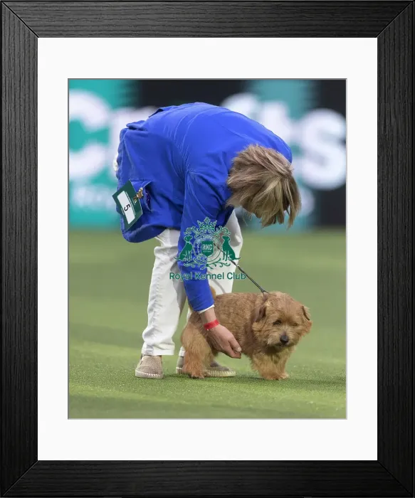 Framed Print : Easy, a Norfolk Terrier, competing in the Junior Warrant Final today (05) Framed Print : Easy, a Norfolk Terrier, competing in the Junior Warrant Final today (05)