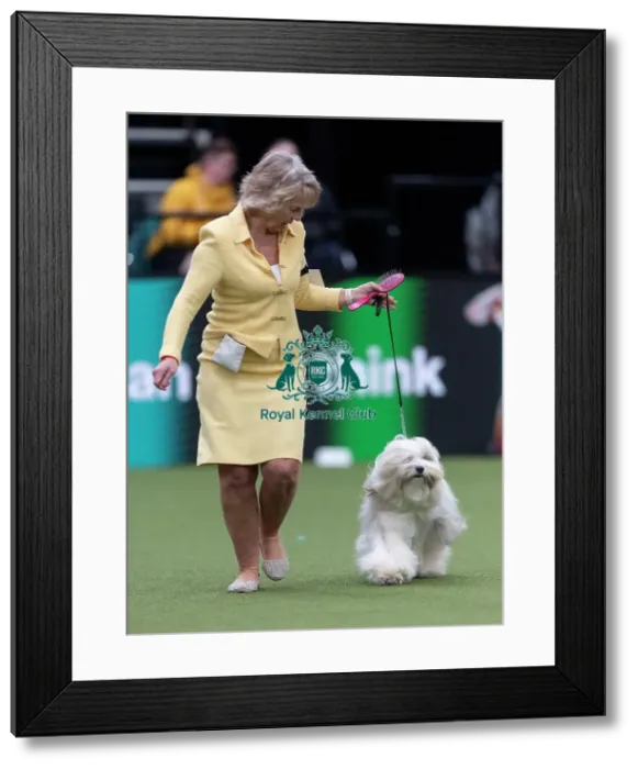 Framed Print : Phoebe, a Tibetan Terrier, competing in the Junior Warrant Final today (05) Framed Print : Phoebe, a Tibetan Terrier, competing in the Junior Warrant Final today (05)