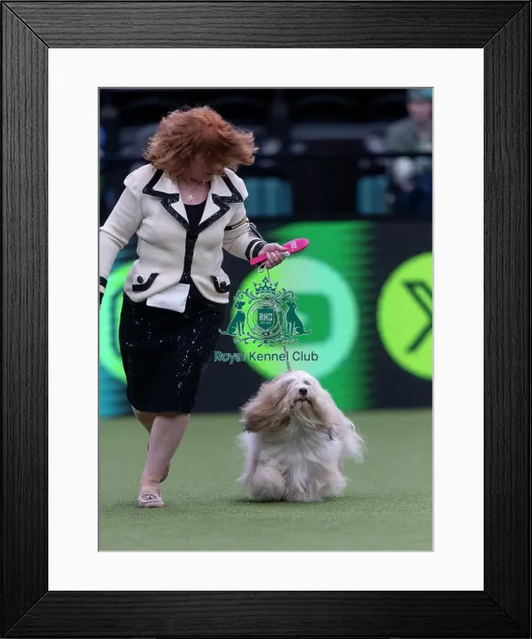 Framed Print : Toby, a Tibetan Terrier, competing in the Junior Warrant Final today (05)
