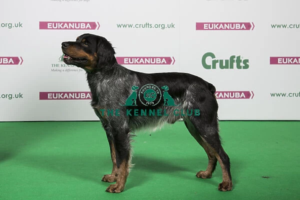 2018 Best of Breed PATOUCHE MILORD