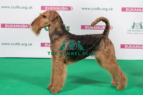 2018 Best of Breed Airedale Terrier