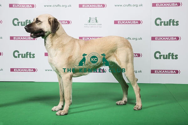 2018 Best of Breed Anatolian Shepherd Dog